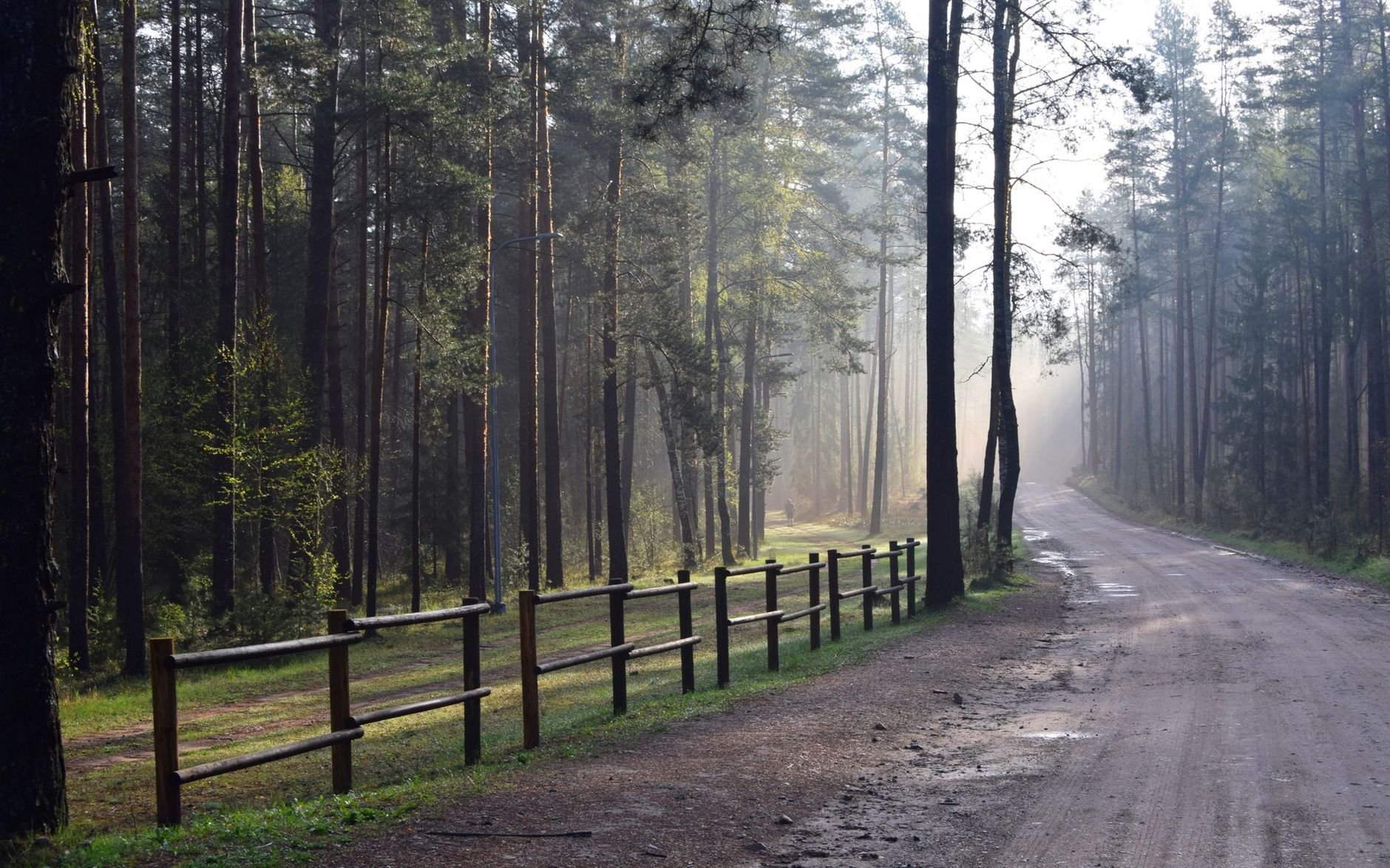 A serene forest path lined with trees and a wooden fence under soft daylight, perfect for calming walks.